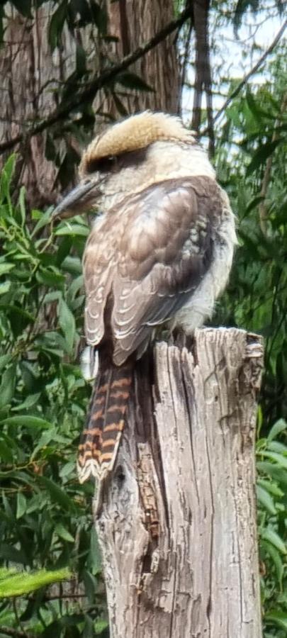 Bird Songs Getaway Accommodation Cabbage Tree Creek Exterior foto