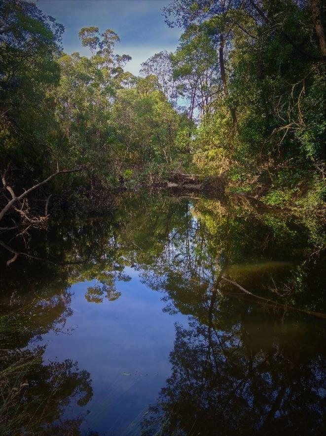 Bird Songs Getaway Accommodation Cabbage Tree Creek Exterior foto